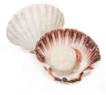 ΧΤΕΝΙΑ (SCALLOPS) 1/2